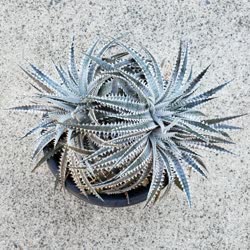 Dyckia Sawfish