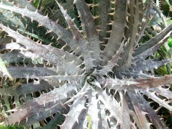 00-0-Copr_2021-Dyckia_Brazilt.jpg