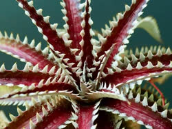 Dyckia Silver_Queen