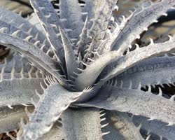 Dyckia Silverback