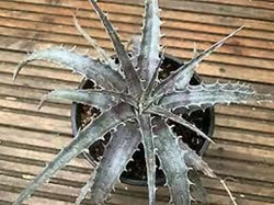 Dyckia Silverback_F2