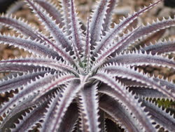 Dyckia South_Bay