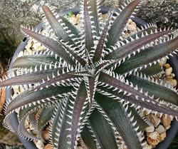 Dyckia Tarzan