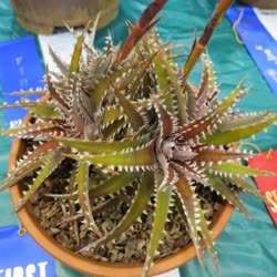 Dyckia Toothy