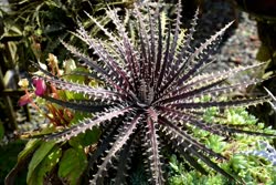 00-0-Copr_2021-Dyckia_Brazilt.jpg