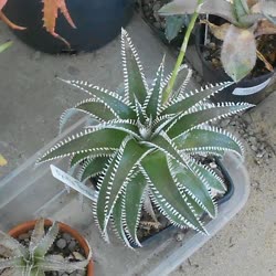 Dyckia Whit_Merrin