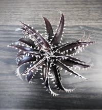 Dyckia White_Fang