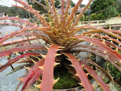 Dyckia beatae