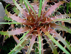 01-0-Copr_2021-Dyckia_Brazilt.jpg