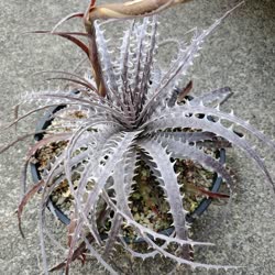 00-0-Copr_2021-Dyckia_Maniacxt.jpg