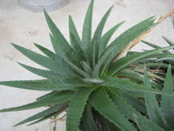 Dyckia brevifolia