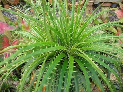 Dyckia burle-marxii