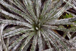 Dyckia choristaminea