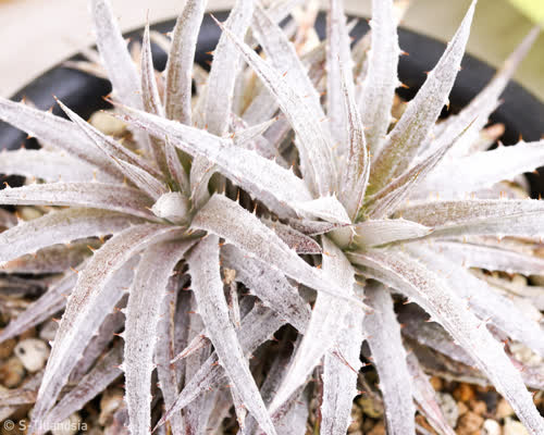 select_silver_form