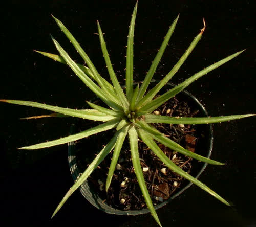 straight_leaf_form