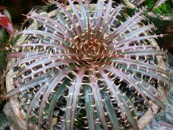 Dyckia dawsoni