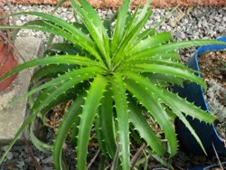 00-0-Copr_2021-Dyckia_Brazilt.jpg