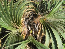 00-0-Copr_2021-Dyckia_Brazilt.jpg