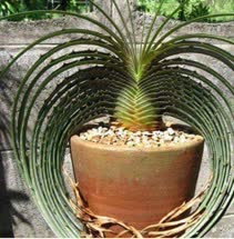 Dyckia estevesii