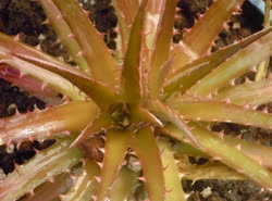 Dyckia fosteriana_Bronze