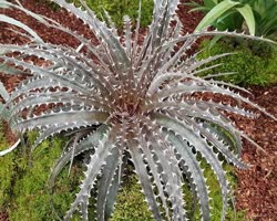 Dyckia goehringii