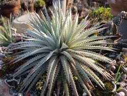 00-0-Copr_2021-Dyckia_Brazilt.jpg