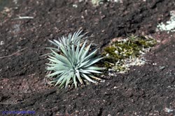 Dyckia hebdingi