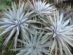 01-0-Copr_2021-Dyckia_Brazilt.jpg