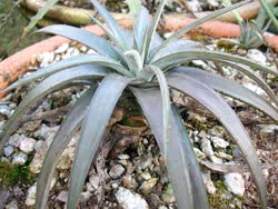 Dyckia jonesiana