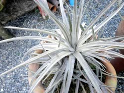 00-0-Copr_2021-Dyckia_Brazilt.jpg