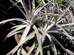 01-0-Copr_2021-Dyckia_Brazilt.jpg