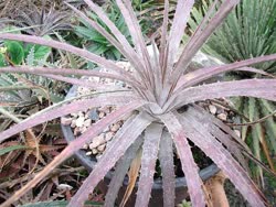 Dyckia linearifolia