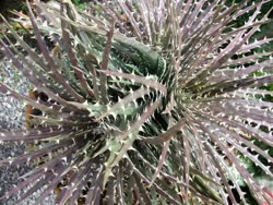 00-0-Copr_2021-Dyckia_Brazilt.jpg