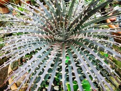 Dyckia magnifica