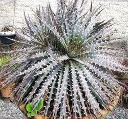 02-0-Copr_2021-Dyckia_Brazilt.jpg