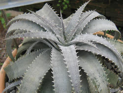 Dyckia marnier-lapostollei_x_beateae