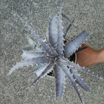 00-0-Copr_2021-Dyckia_Maniacxt.jpg