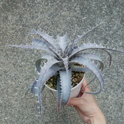 01-0-Copr_2021-Dyckia_Maniacxt.jpg