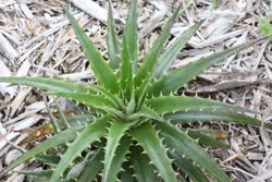 Dyckia microcalyx