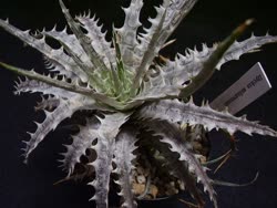 Dyckia milagrensis