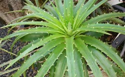 00-0-Copr_2021-Dyckia_Brazilt.jpg