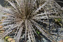 Dyckia pectinata