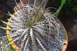 01-0-Copr_2021-Dyckia_Brazilt.jpg