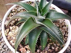 Dyckia platyphylla