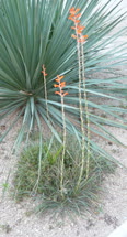 Dyckia remotiflora