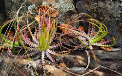 Encholirium irwinii