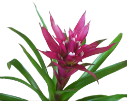 Guzmania Amaranth