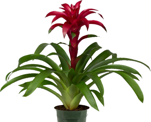 Guzmania