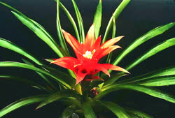 Guzmania Anita