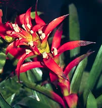 Guzmania Fiesta